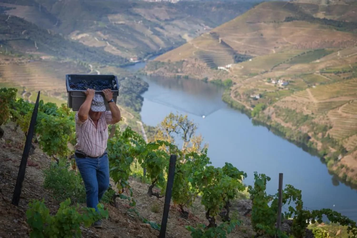 Portugal in September — golden light Douro Valley harvest season